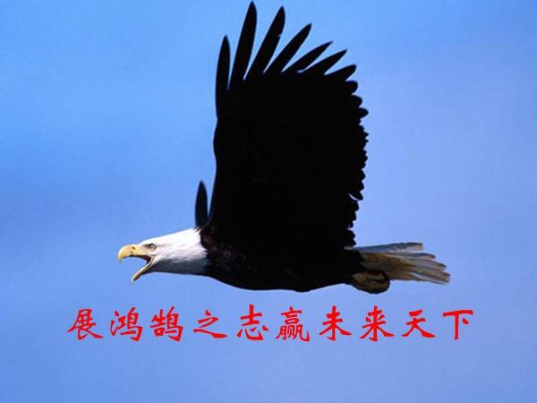  老鹰状元连续十场得分破三十  